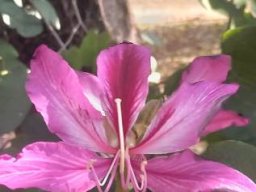 Bauhinia